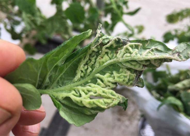 Fig. 2 Underside of tomato leaf showing mild symp-toms of edema. Photo by G. Fearnow