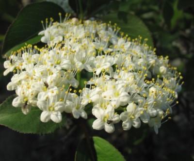 Bloom of a viburnum shrub.