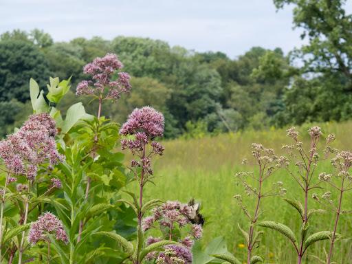 blooming joe pye weed