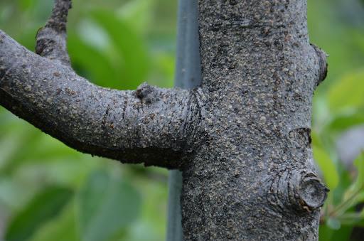 heavy infestation of San Jose scale on bark