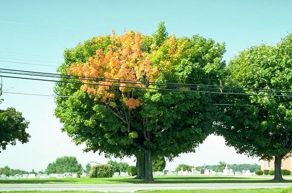 tree with one branch showing fall color