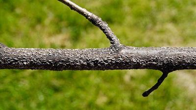 large population of Japanese maple scale on elm twig