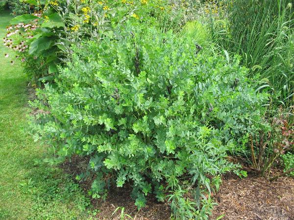 native false blue indigo looks like a shrub