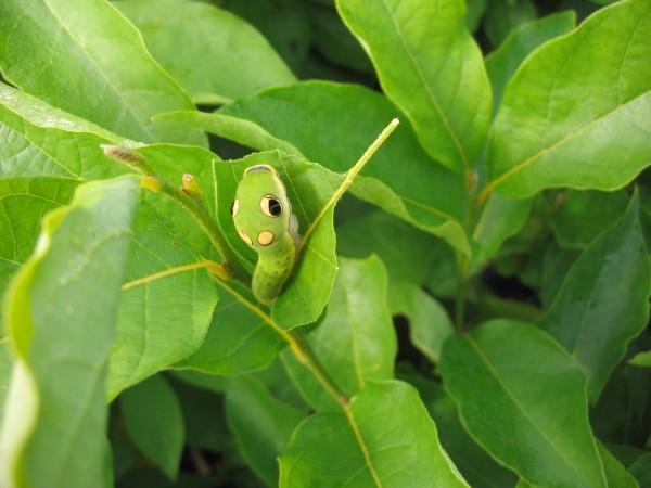 Spicebush swallowtail caterpillar on spicebush foliage.