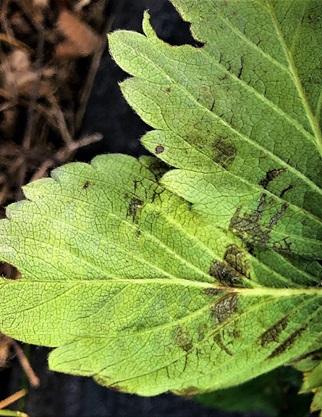 Fig. 4 Strawberry leaf with bruises and tattered margins