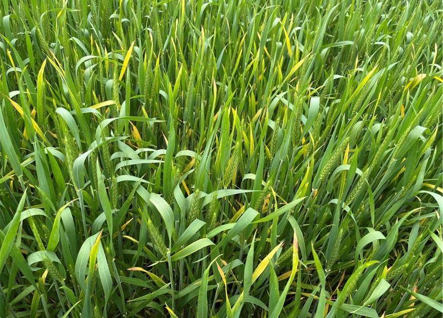 Symptomatic wheat plants. Image: B. Beale, University of Maryland