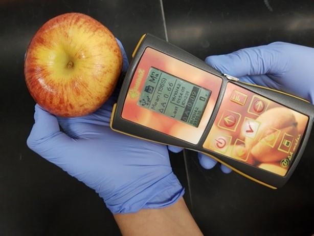 Figure 1. Using a DA meter to quantify the Index of Absorbance Difference (IAD) which relates to the greenness and thus content of chlorophyll-a in the fruit skin. Photo: Macarena Farcuh, University of Maryland.