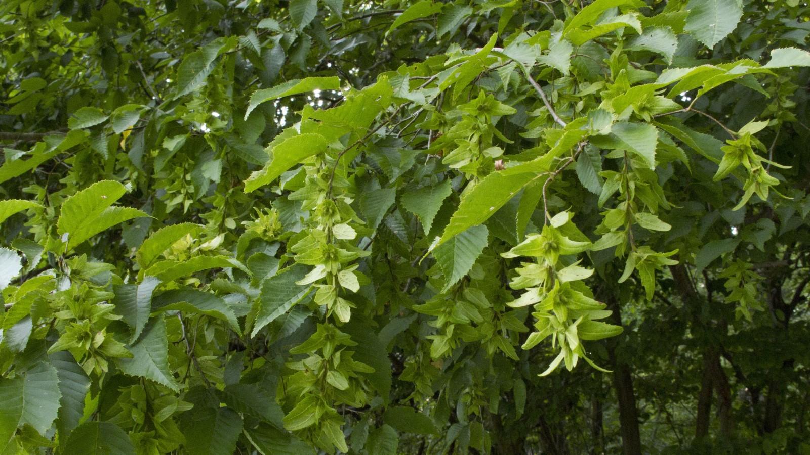 Developing seed clusters on native tree American hornbeam.