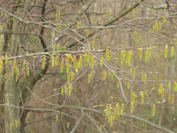 Blooms of native tree American hornbeam.