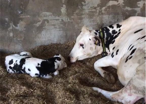 cow and calf laying down 