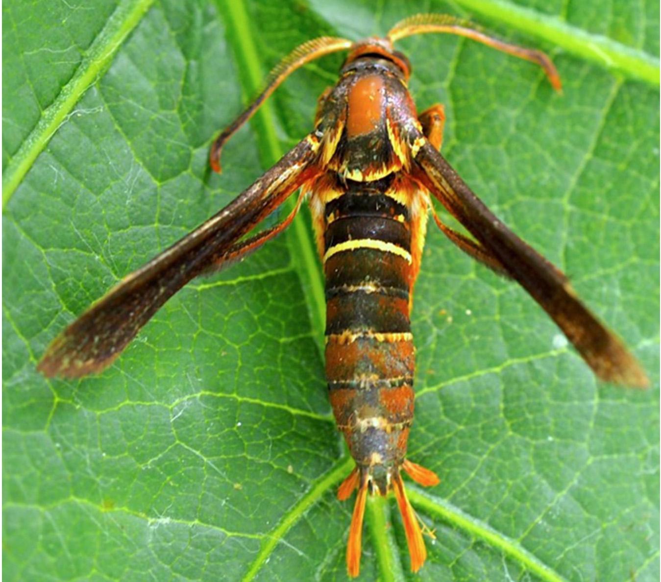 Grape Root Borer Male Moth