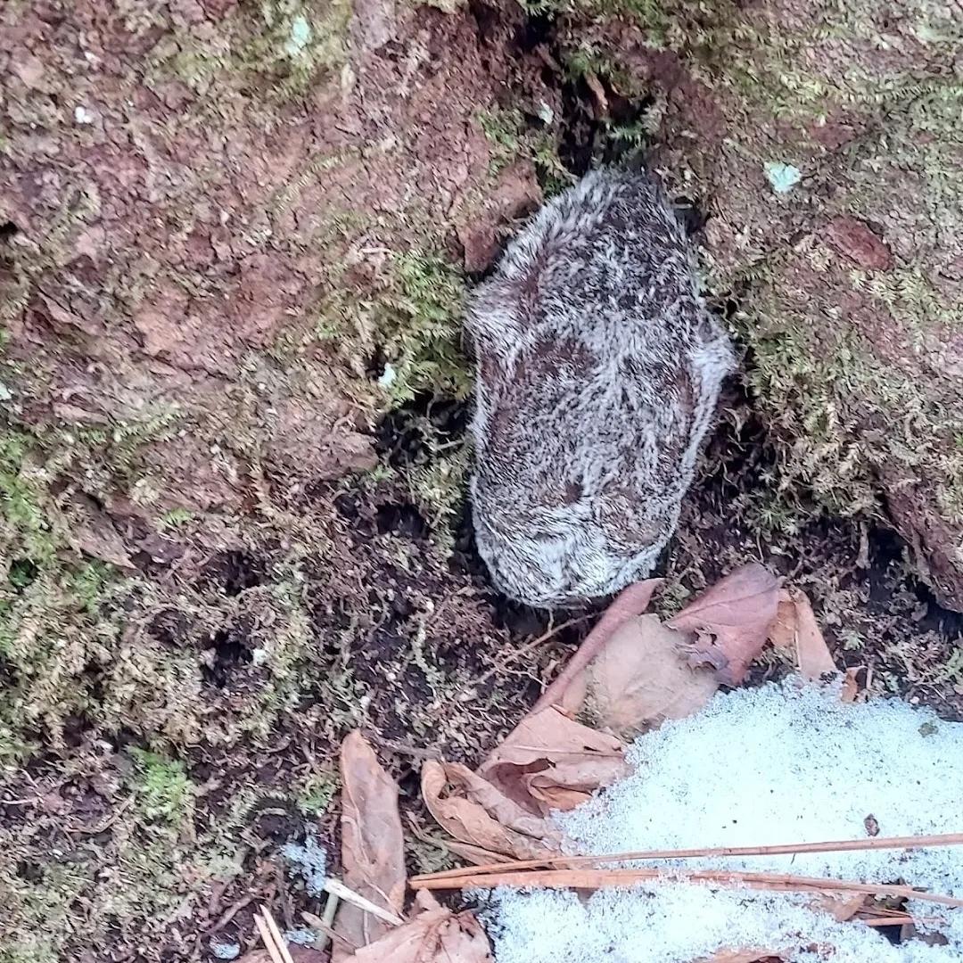 Hoary bat roosting beside a tree in Anne Arundel Co., MD, 2022.  Photo by Kerry Wixted, MD Biodiversity Project