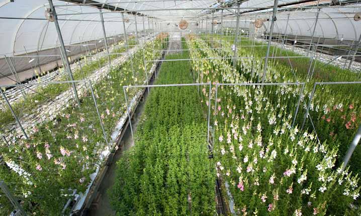 Greenhouse filled with flowers. Photo: Edwin Remsberg