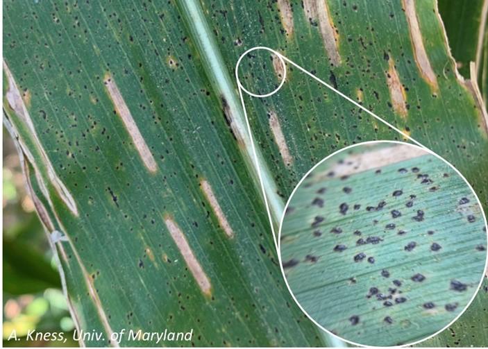 Figure 1. Signs and symptoms of tar spot on corn. Black raised areas are tar spot and long rectangular grey lesions are from grey leaf spot.