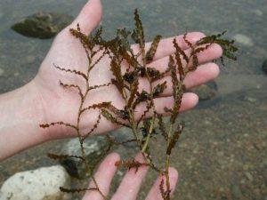 Curlyleaf Pondweed - Texas A&M University