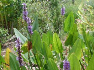 Pickerelweed - Texas A&M University