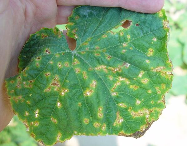 yellow and brown irregular spots on cucumber leaf