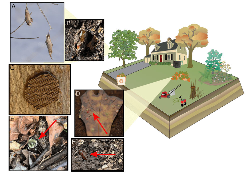 A model suburban home and yard is shown with multiple management manipulations occurring including removal of leaf litter, mowing, fertilizing, pruning, composting and manipulation of the plant community.