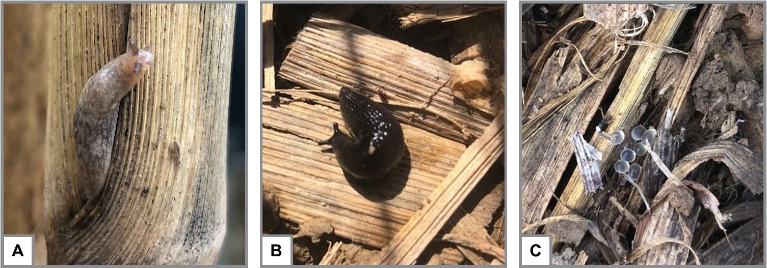 Grey garden slug, marsh slug, and slug eggs in corn residue