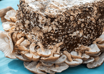 shitake mushrooms growing on a block