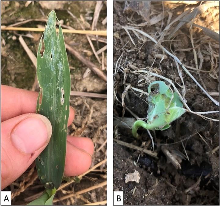 corn foliar (left) and soybean (right)