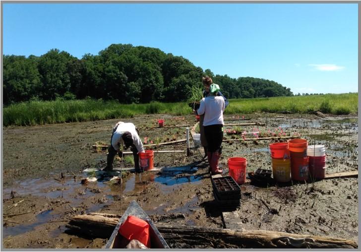 Replanting vegetation at Parkers Creek.