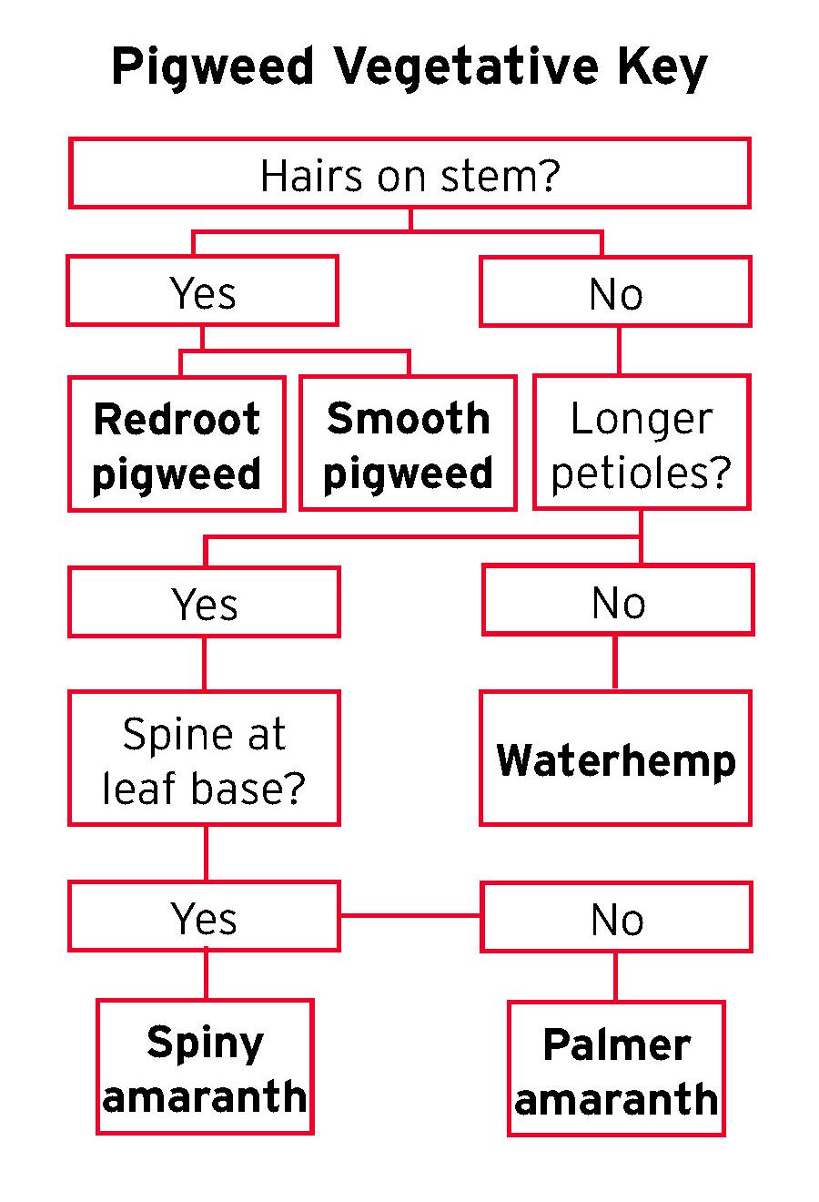 Pigweed Vegetative Key