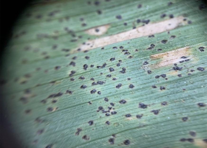 Tar spot on corn leaf