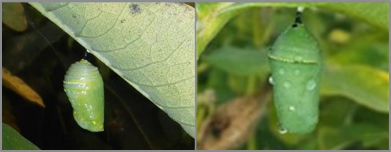 Newly formed chrysalis (left), hardened-off chrysalis (right)