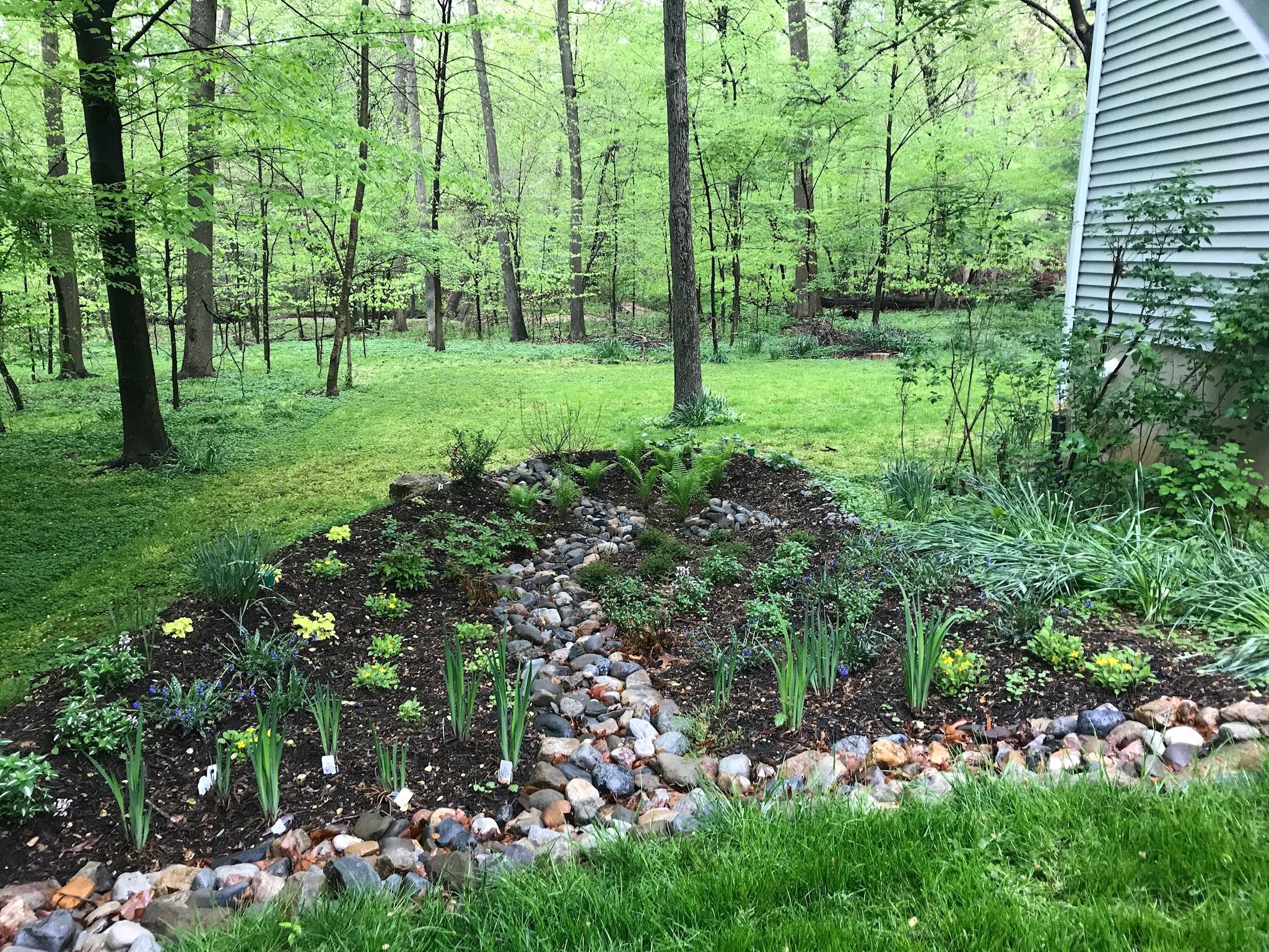 Rain Garden