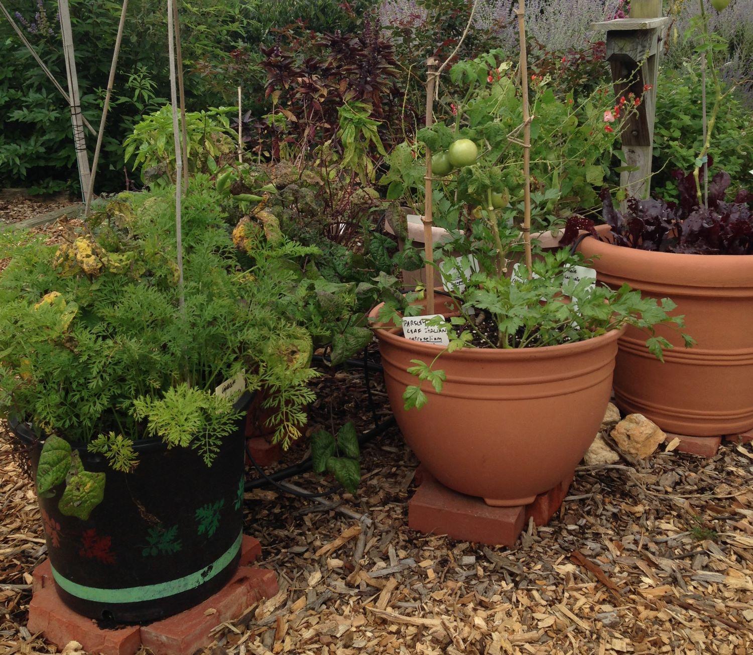 plants growing in pots - un huerto en una maceta