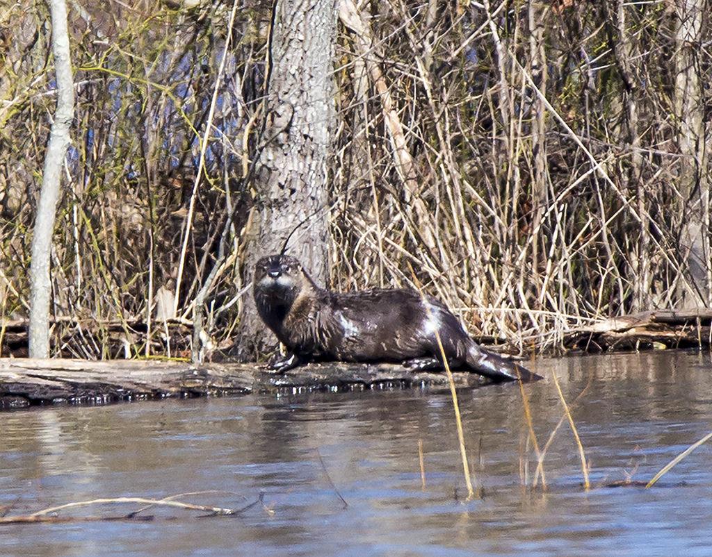 River Otter in Kent Co., MD. Photo by Nancy Wyman, Maryland Biodiversity Project