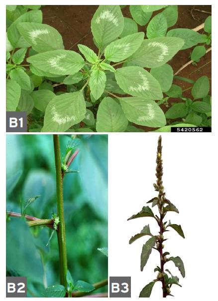 Spiny amaranth (Amaranthus spinosus)