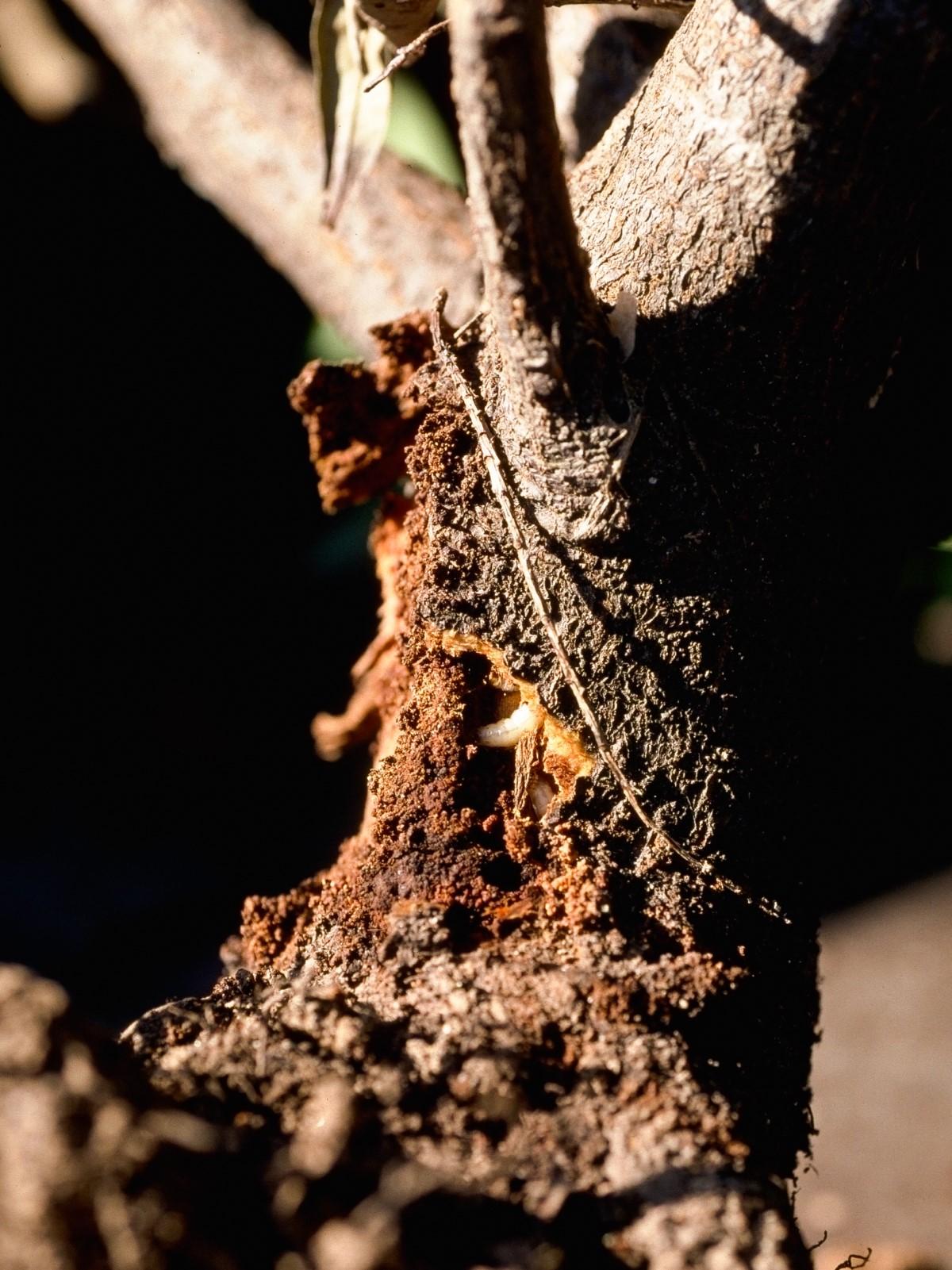 Borer damage on cherry laurel stem