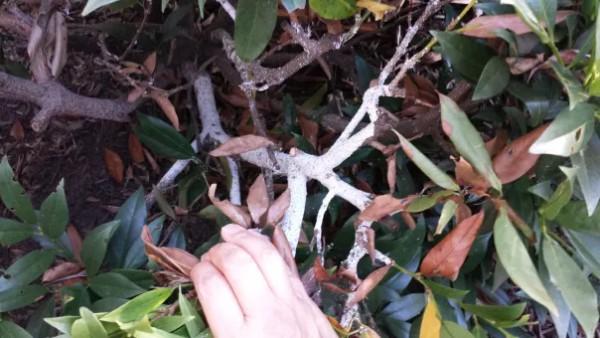 White scale insects on cherry laurel bark