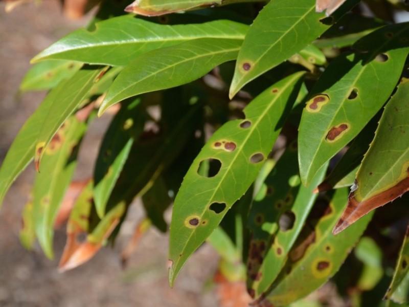 Shot hole infection causing yellow and brown spots with leaf holes