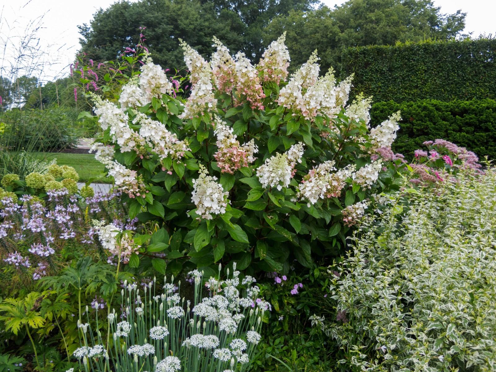 Compact panicle hydrangea shrub