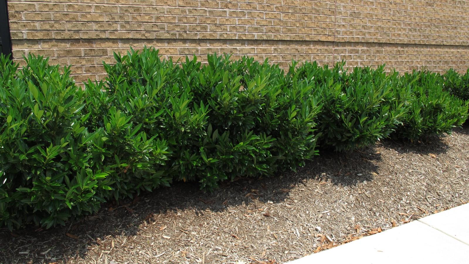 Planted row of cherry laurel shrubs