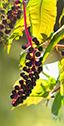 American pokeweed-small