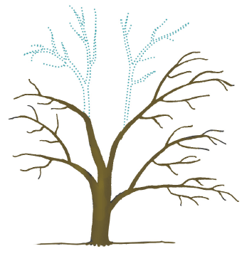 apple tree with the top leader branches pruned out