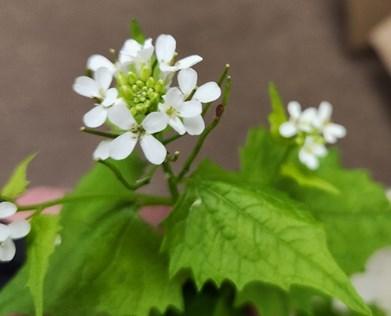 Flowers of garlic mustard.