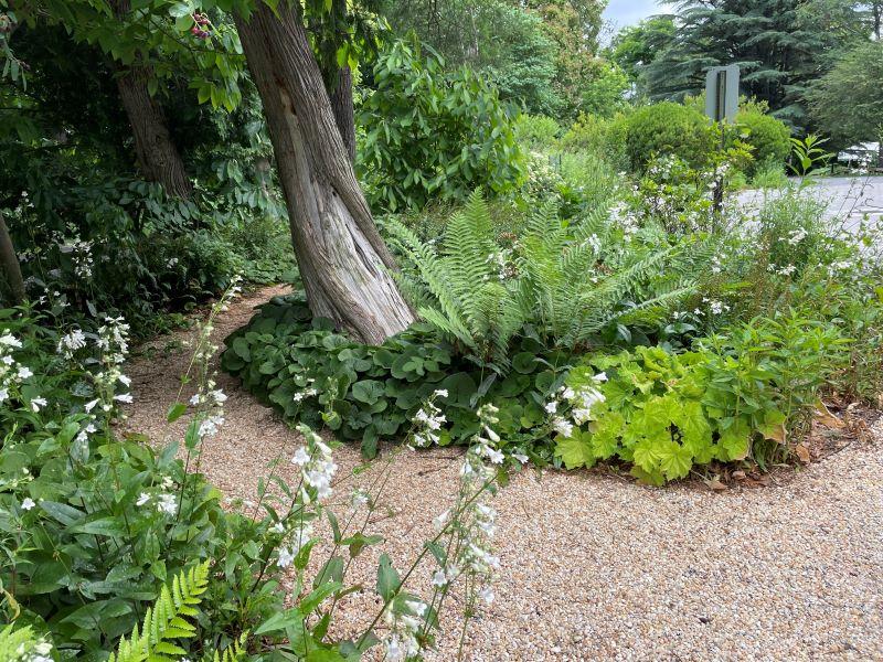 a garden with mixed species making a groundcover