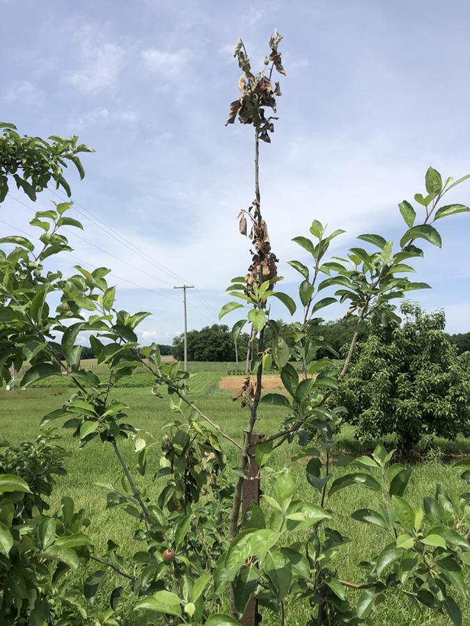 A close-up of an apple tree with fireblight