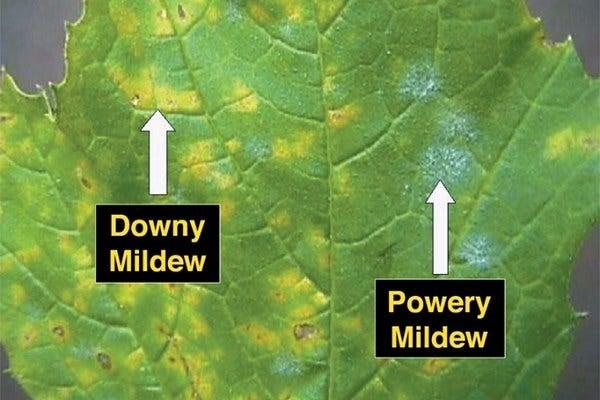 powdery mildew on squash