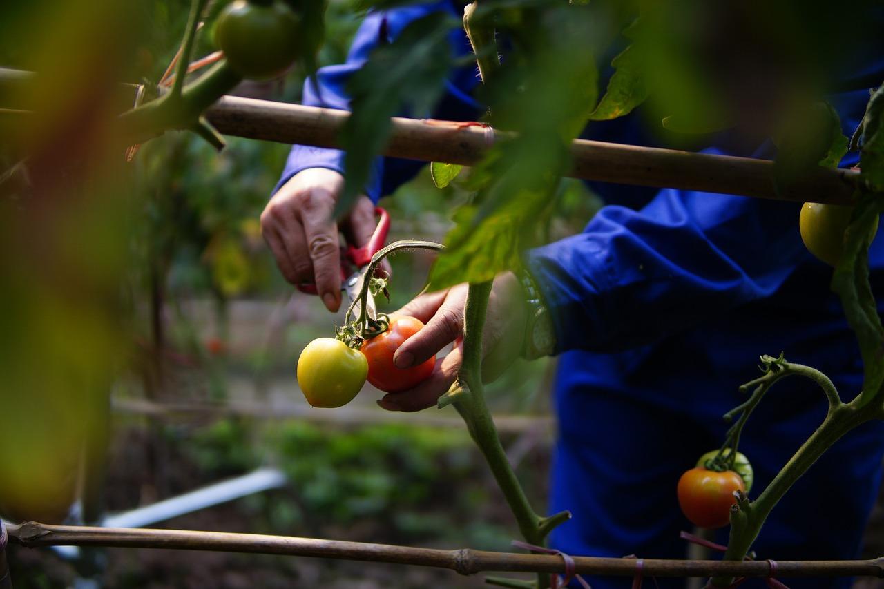 Person picking tomatoes