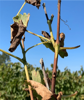 Grape vine exibiting a ‘matchsticks’ symptom is created where the leaves have dropped but petioles remain attached to the shoot.