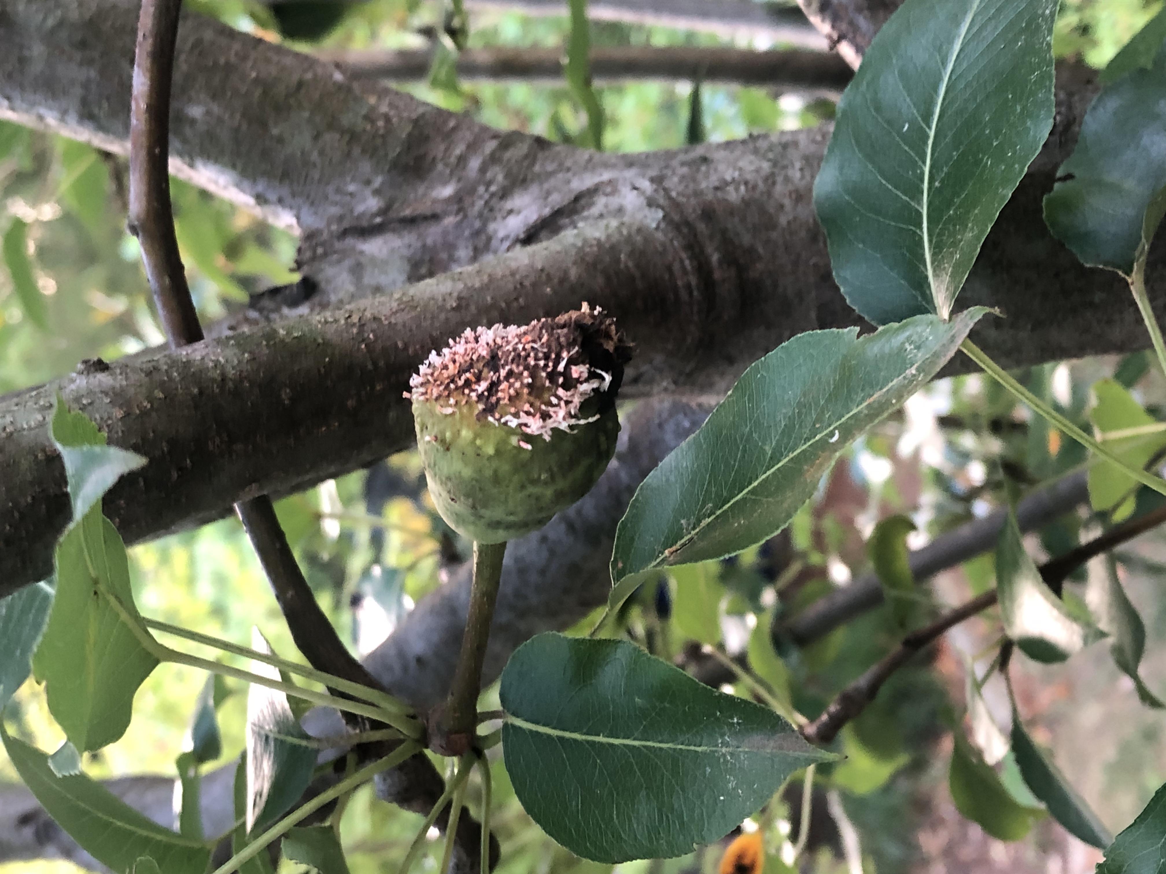 Quince rust on Bartlet Pear