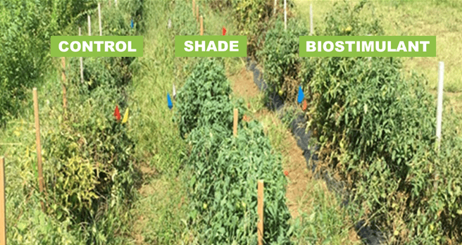 Tomato trial (3 rows)