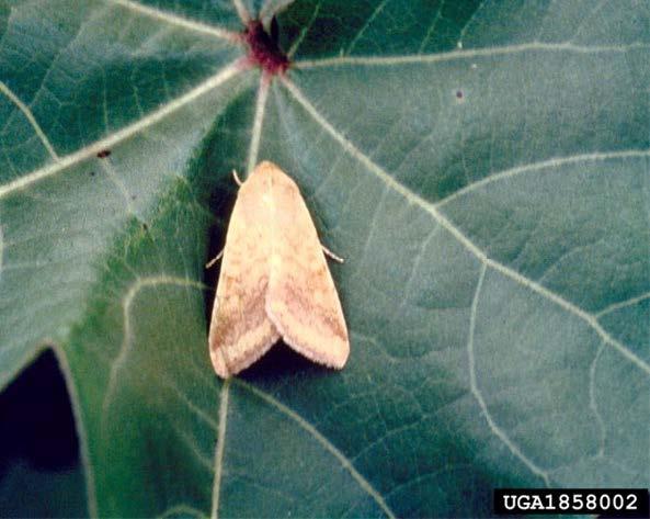 Figure 1. Corn earworm/soybean podworm moths are robust, light brownish-tan with a 1” to 1 1/2” wingspan. They have a prominent dark spot on each forewing. They tend to be active during the evening and dark hours but can be commonly seen in fields during the day. Photo by Ronald Smith, Auburn University, Bugwood.org.