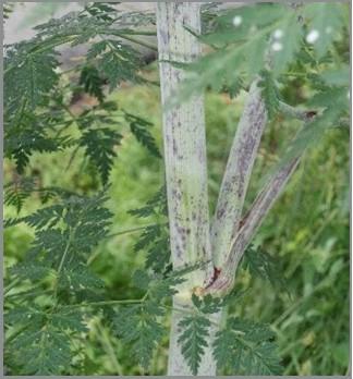 Purple dots on stems